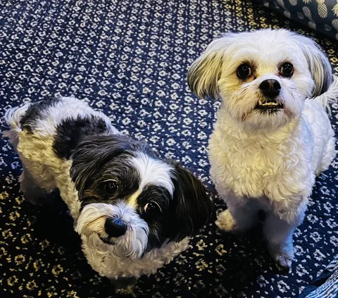 Bizkit and Burger, the family's two small dogs -- one black-and-white, one cream-and-white -- sitting together on a patterned rug looking up at the camera